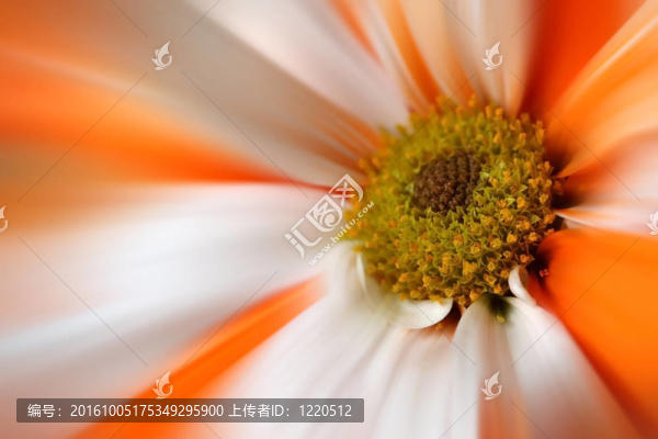 橙白色的Gerber的雛菊花