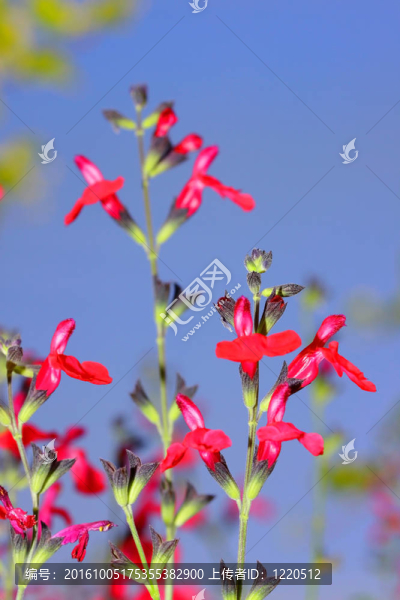紅色的小花