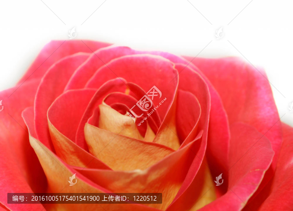 玫瑰花明信片