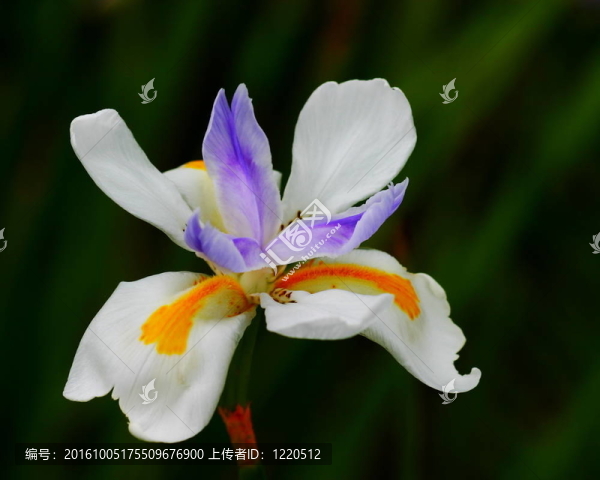 虹膜的野生精靈