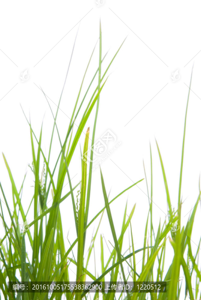 草