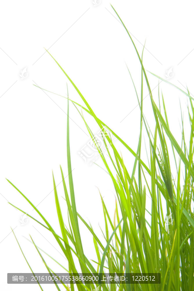 草