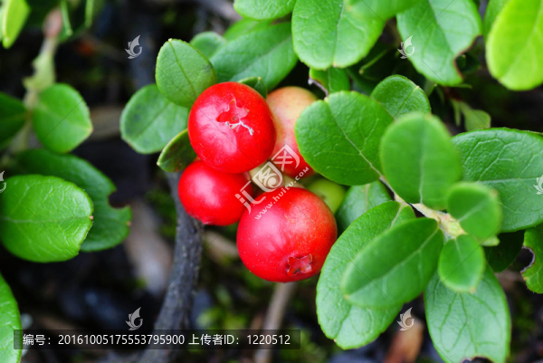 蔓越莓