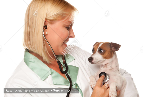 迷人的女醫(yī)生與小寵物獸醫(yī)