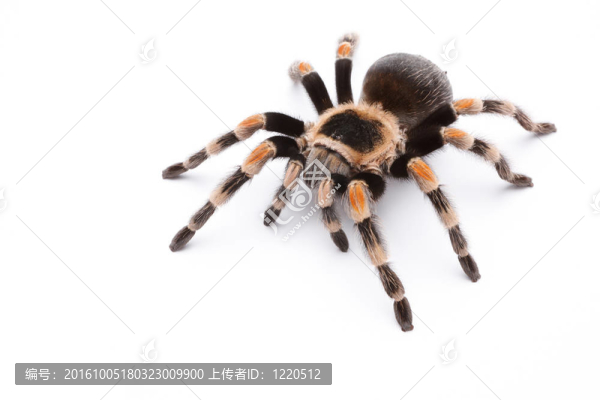 紅膝狼蛛