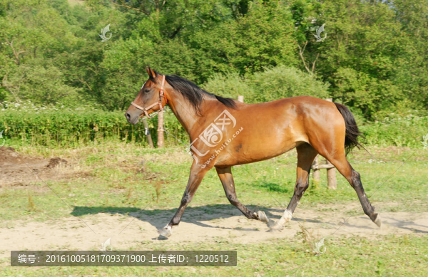 馬