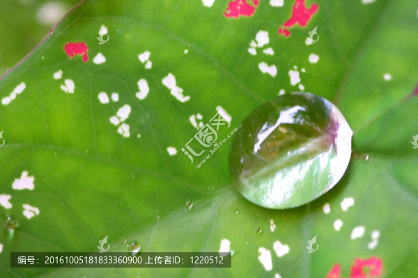 葉中水滴