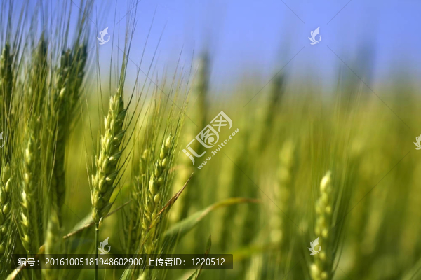 小麥秸稈