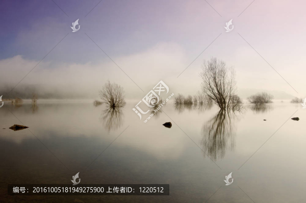 樹木和湖泊的思考
