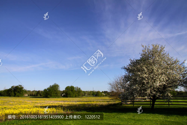 風(fēng)景春景