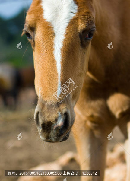 棕色的馬