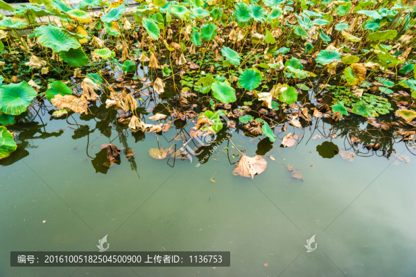 池塘