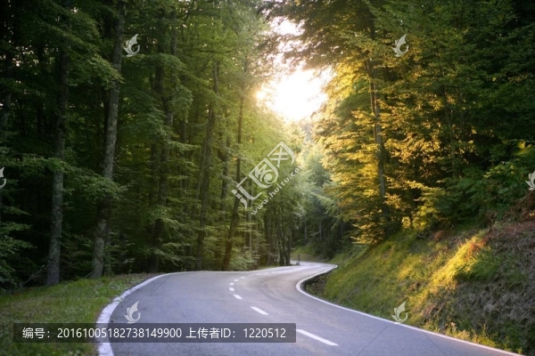 山毛櫸森林的瀝青纏繞曲線路