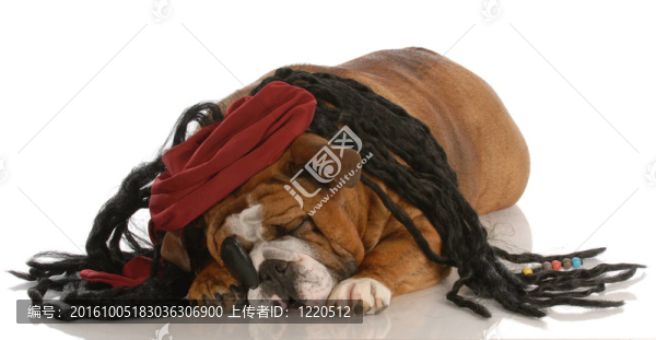 英國斗牛犬裝扮成海盜