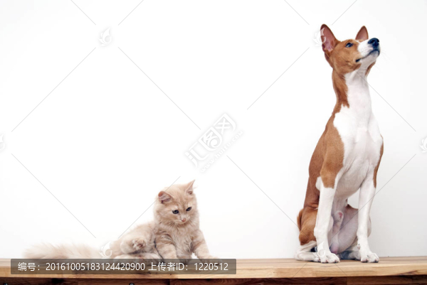 巴辛吉犬