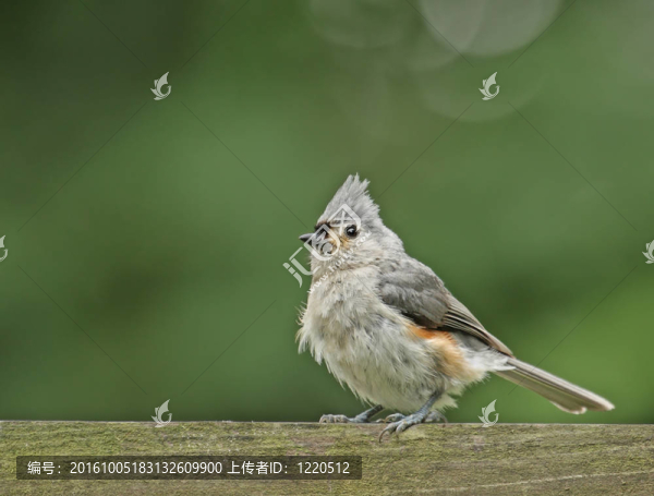 簇山雀（Baeolophus,bicolor）