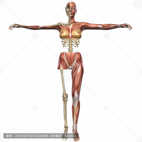 女性解剖尸體