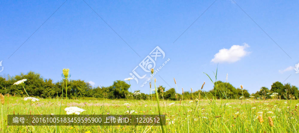 夏季田園詩般的草地