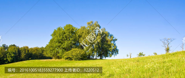 與樹的田園詩(shī)