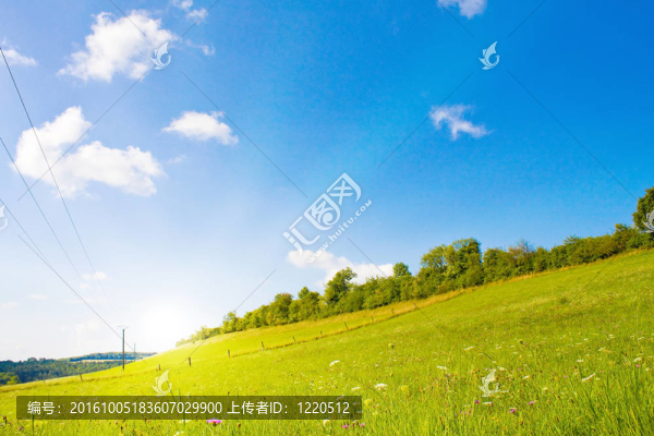 夏日陽(yáng)光下的田園詩(shī)般的草坪