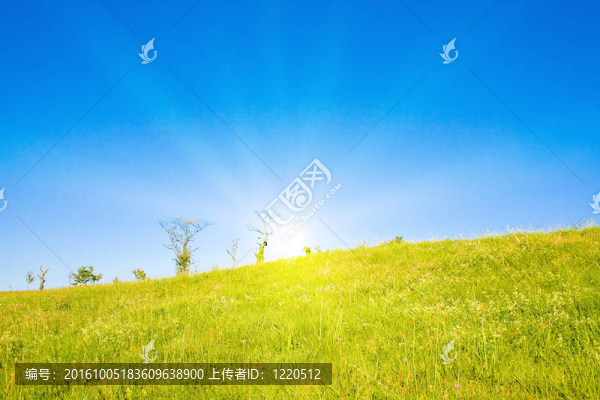 陽(yáng)光的田園詩(shī)般的草坪