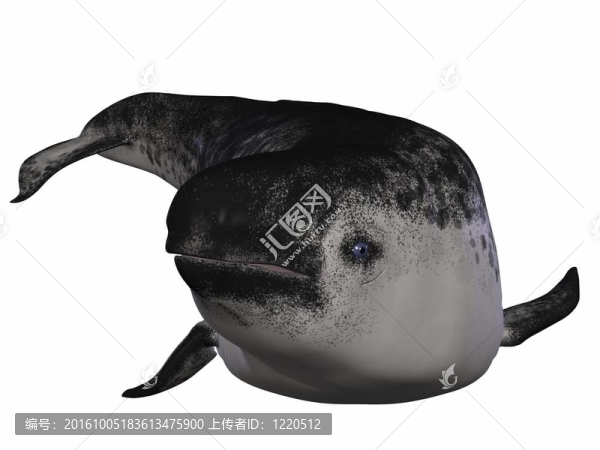獨(dú)角鯨