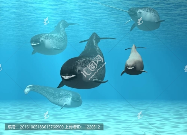 獨(dú)角鯨