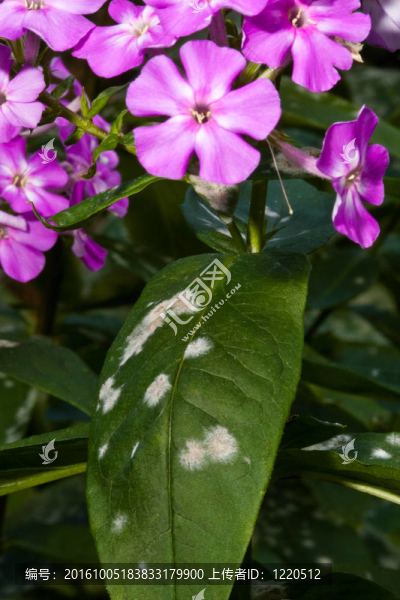 霉菌對夾竹桃