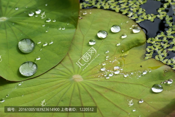 荷葉上的水滴