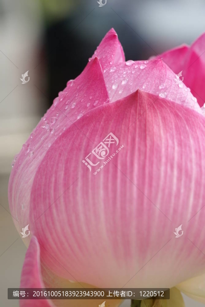 粉紅蓮花花瓣的特寫