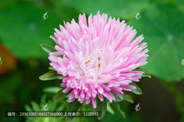 粉紅色的紫菀