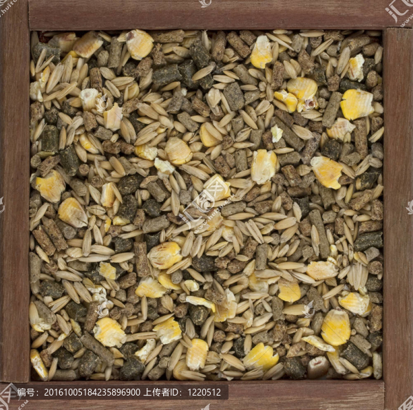 玉米馬飼料；大麥；燕麥粒；補充