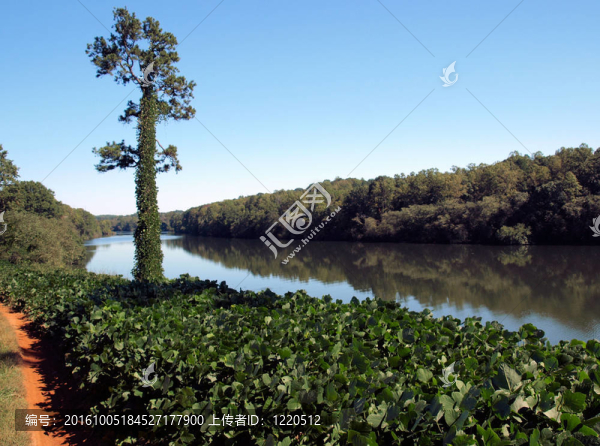 沿河葛根