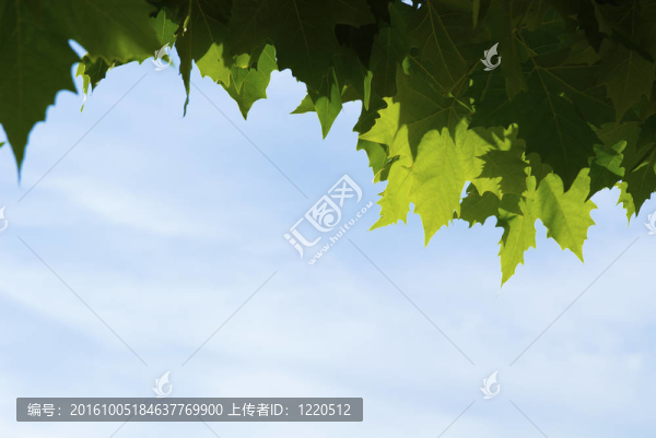 梧桐樹(shù)的葉子
