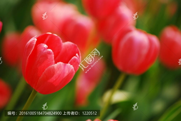 紅色郁金香