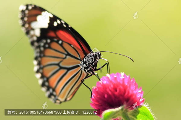 蝴蝶和花