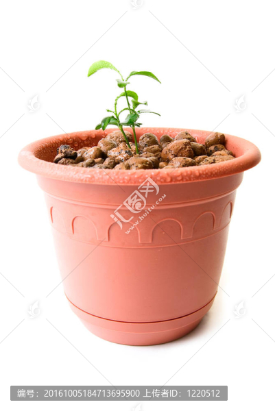 小花盆中的嬰兒植物