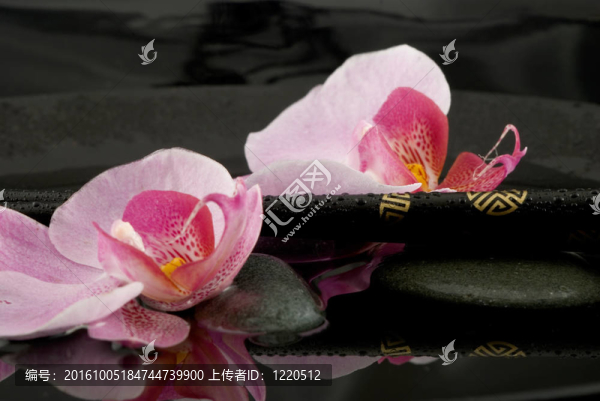 蘭花