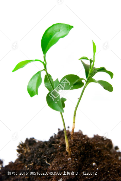 帶泥土的年輕植物