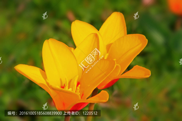 郁金香（郁金香）