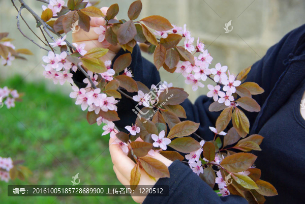 櫻桃李04花