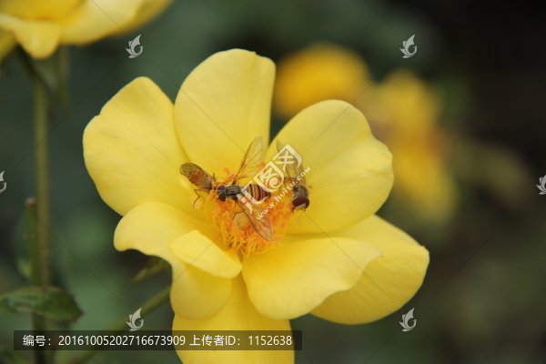 花卉