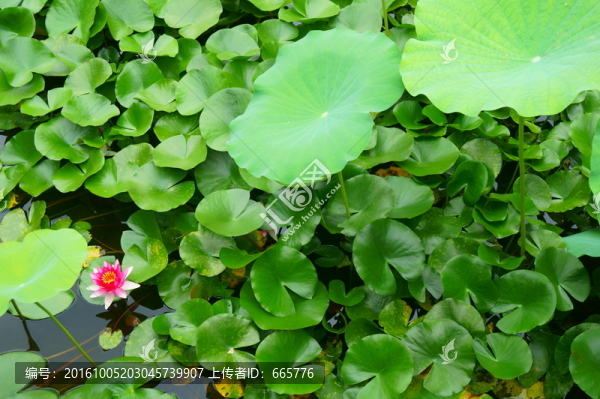 紅花綠葉