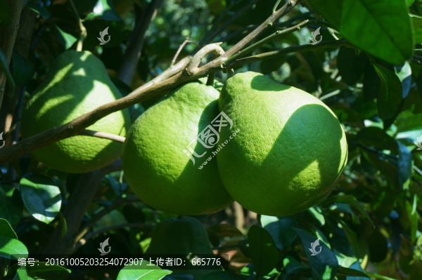 柚子