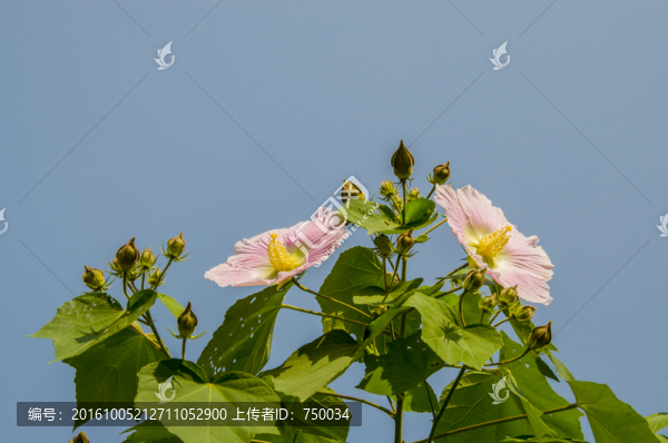 芙蓉花,仰拍