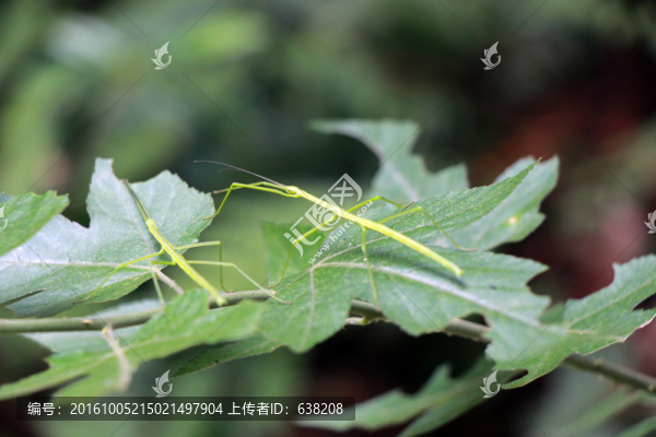 微生物螞蚱