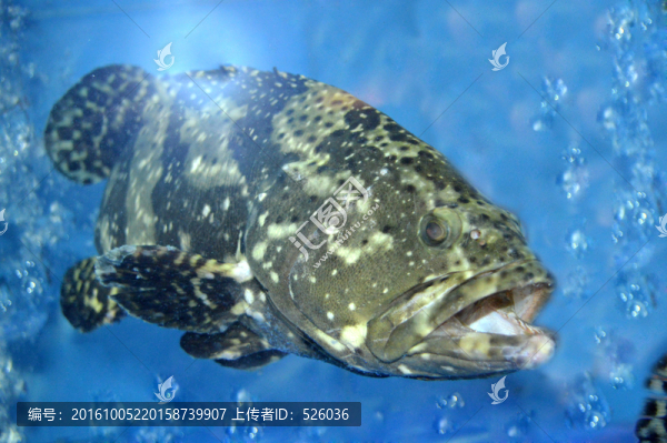 龍躉