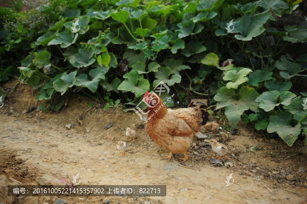 母雞帶小雞