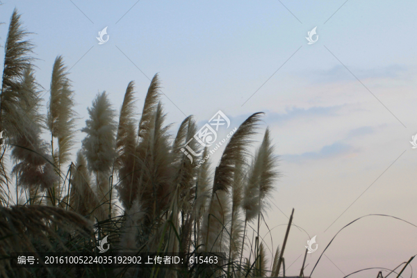 蘆葦
