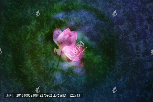 荷花油畫